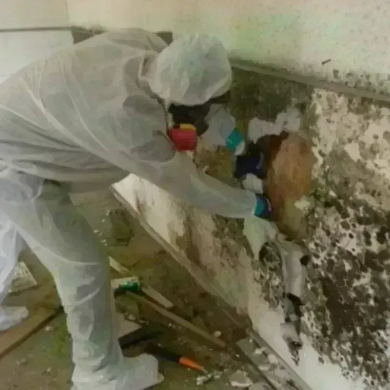 Mold Remediation and Removal in Huntsville, TX